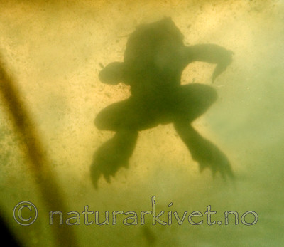 BB 07 0060 / Bufo bufo / Nordpadde